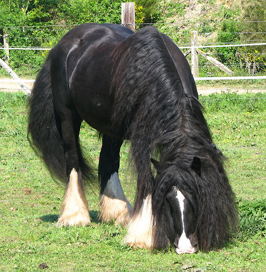 Gypsy Rose - Rose Gypsy, une beauté aux Chevaux de Tan ! 346703IMG9502