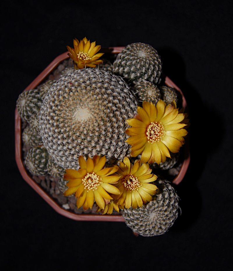 sulcorebutia arenacea 353452_DSC0609