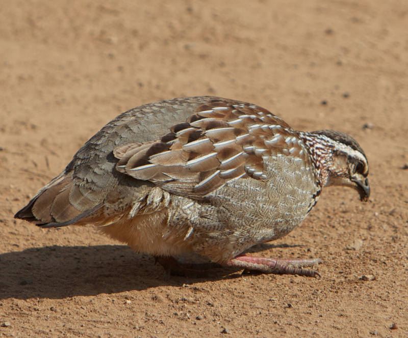 Francolin huppé 364733Francolin_huppe4