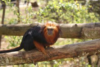 "La Vallée des Singes" 379642DSC02837