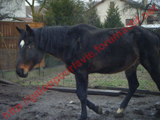 VATELOT , Etalon de 23ans - placé hors association 383095Sans_titre_2