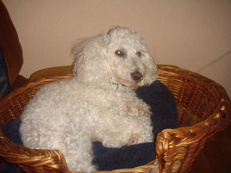 SKIPY CANICHE BLANC MALE 11 ANS - ADOPTE  387955DSC04353