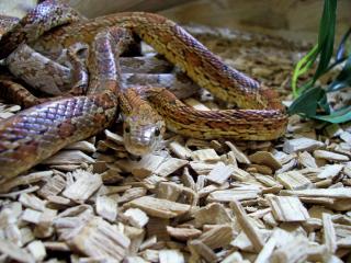 LES DIFFERENTES PHASES DE PANTHEROPHIS GUTTATUS 393014100_1545