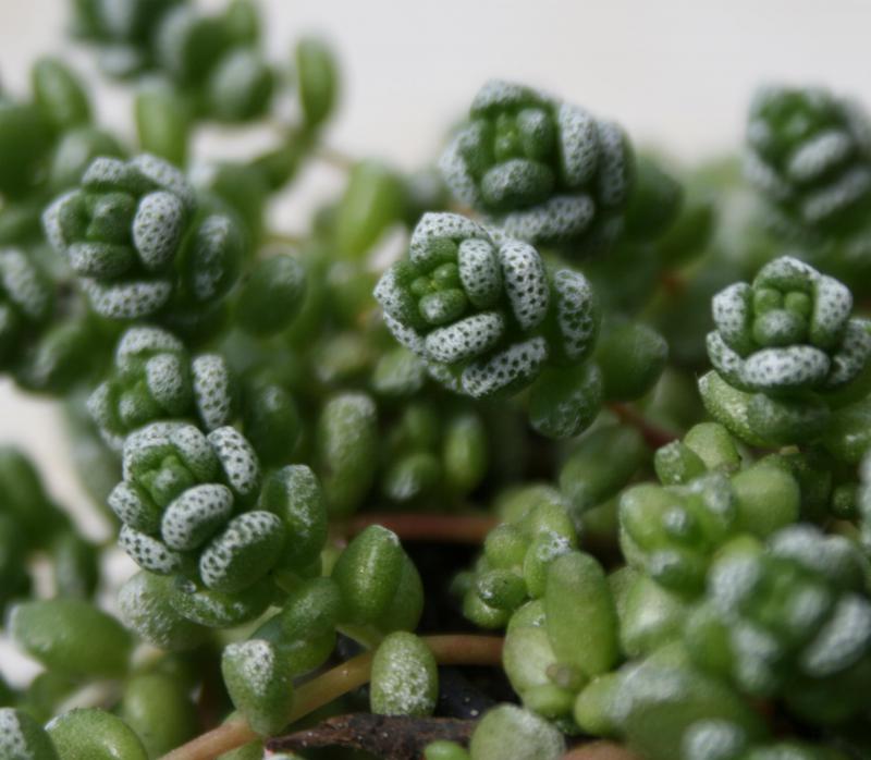 Best of fleurs/plantes 393948crassula_corallina_detail