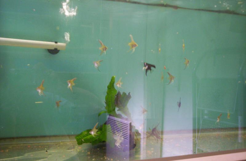 fishroom - Page 10 3954861001585