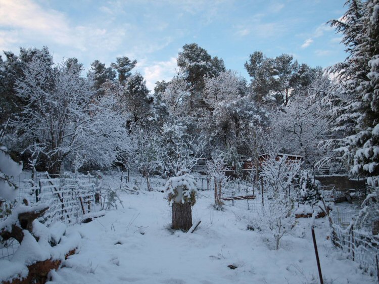 Mon jardin sous la neige ce 21 janvier 2011 40064324