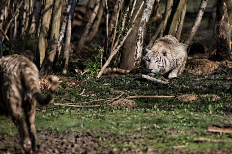 Le Parc des Félins en Seine et Marne 404070Parc_des_felins_avril_2010__RAW_008_DxO_raw__800x600_