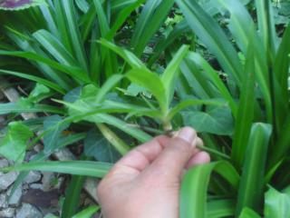 Le chlorophytum -plante araignée-une plante très facile à cultiver 414643PICT0015JPG