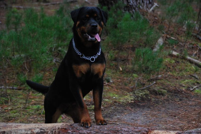 Keewee et Forza nos 2 petites rottweiler 416104DSC0090