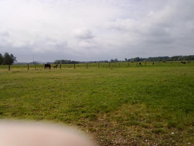 Visite Haras de la Voire à Montiers en Der (52) 4178526052010696