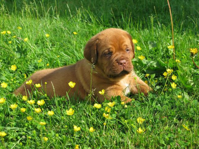 Chili et commodore (dogue de bordeaux) - Page 3 42670IMG_5929