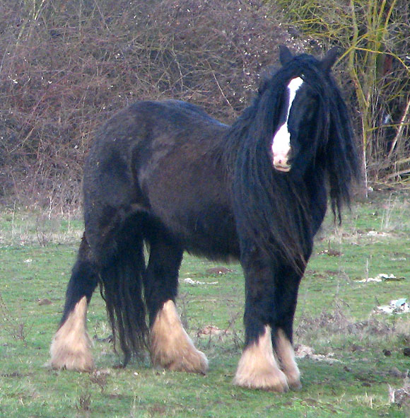 Rose Gypsy, une beauté aux Chevaux de Tan ! 427753IMG_6647