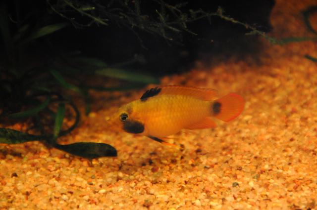 Femelle Apistogramma en souffrance : elle gonfle Help 441670DSC_2227_1_