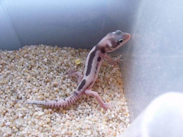 repro 2010 gecko léopard  4471422010_03230003