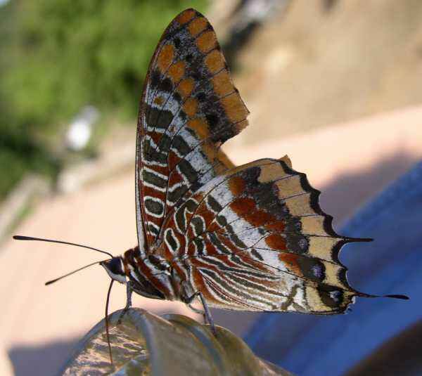 Les papillons 462061papillon_11