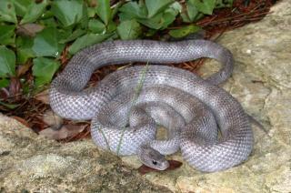 LES DIFFERENTES PHASES DE PANTHEROPHIS GUTTATUS 462669pewter