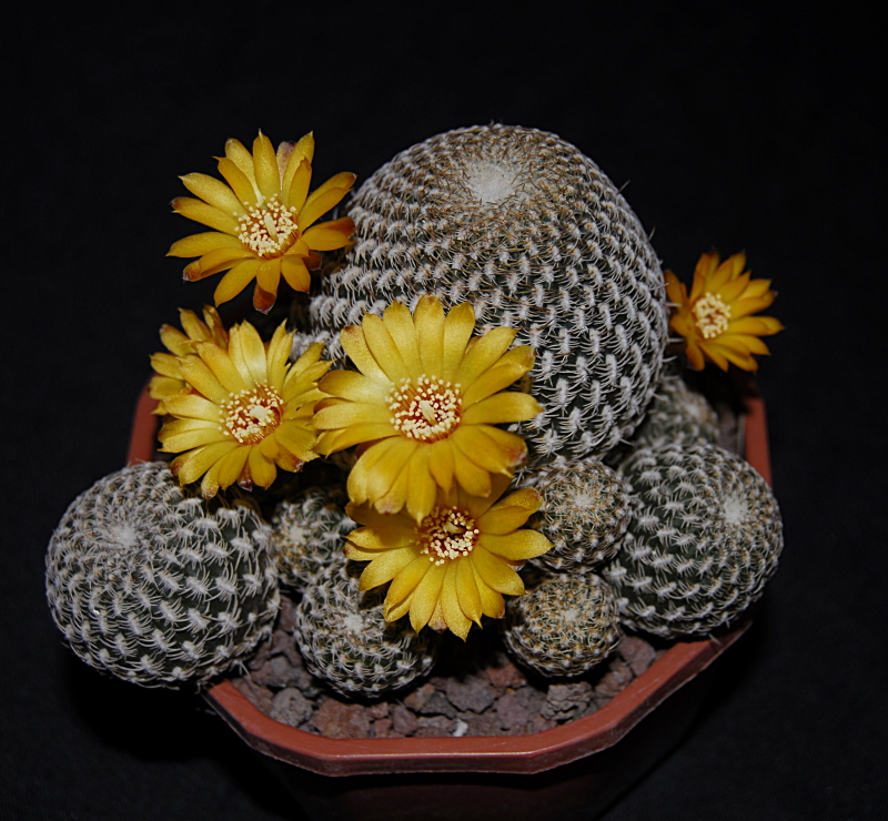 sulcorebutia arenacea 464136_DSC0610