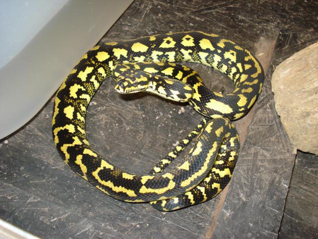 mon pti nouveau : morelia spilota cheynei 47683DSC00991