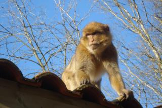 "La Vallée des Singes" 477443DSC03324