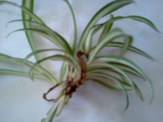 Le chlorophytum -plante araignée-une plante très facile à cultiver 481796Photo017jpg