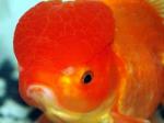 Carassius auratus (poisson rouge, voile de chine, telescope, tête de lion...) 499304oranda1