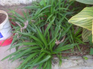 Le chlorophytum -plante araignée-une plante très facile à cultiver 500892PICT0011JPG