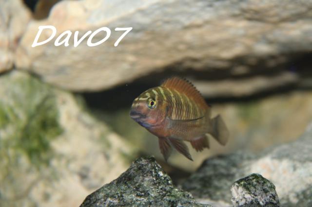 Tropheus sp."red" Chimba 501614B1024x768