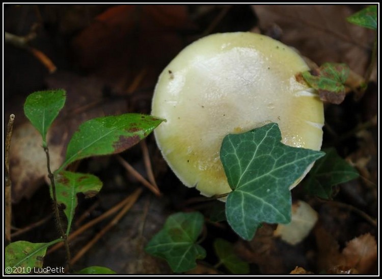 Des champipi des champignons 504168champignon_7