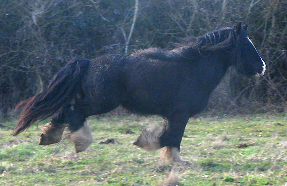 Gypsy Rose - Rose Gypsy, une beauté aux Chevaux de Tan ! 505067IMG_6641