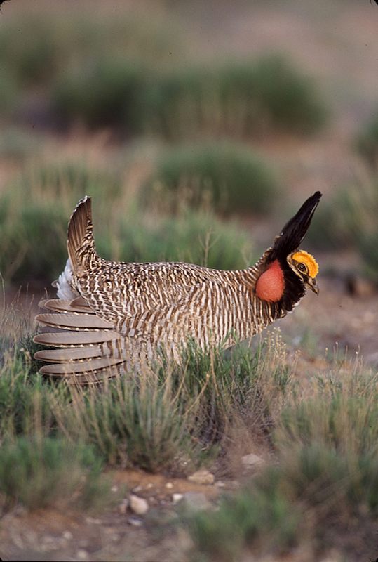 Le tétras pâle 506833Lesser_Prairie_Chicken_800_ppi