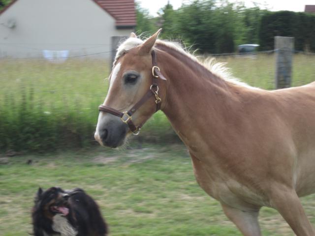 Matt Nath Voilac l'haflinger des Daltons... 508965IMG_3140