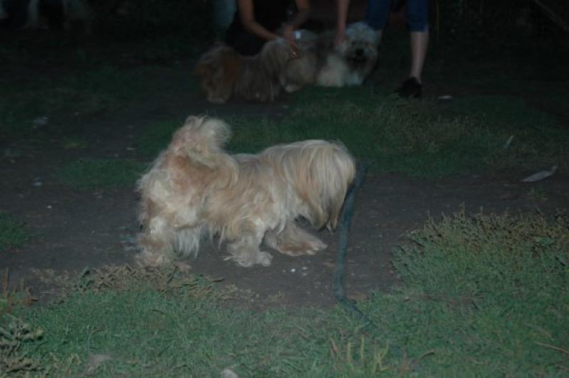 URGENT 9 LHASSA APSO A PLACER LOF AVANT LE 10/09 512661image0044