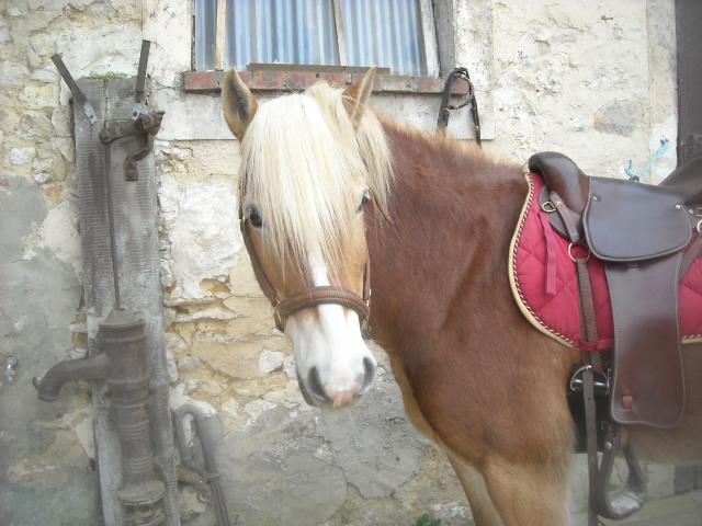 Matt Nath Voilac l'haflinger des Daltons... 51590DSCN9809