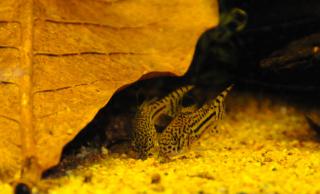 corydoras julii sauvages 516570DSC_2684