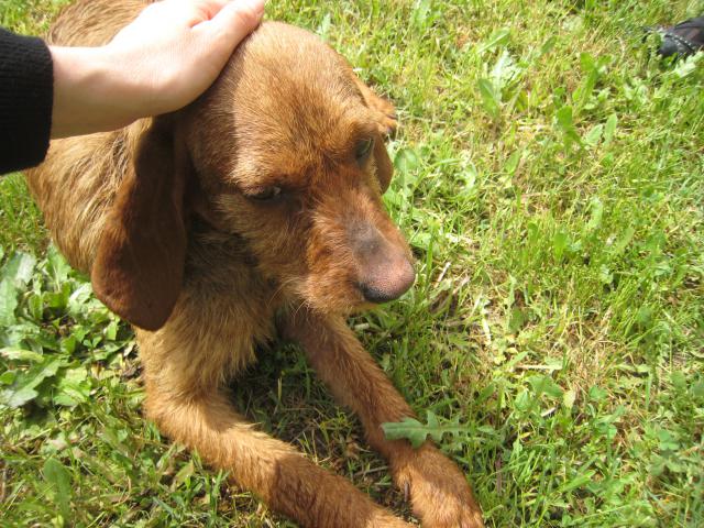 (résolu) Trouvé petit chien roux M type chasse près de Pertuis (84) 522254IMG_3127