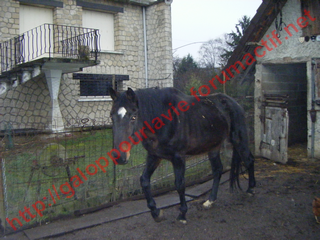 VATELOT , Etalon de 23ans - placé hors association 524342Sans_titre_1