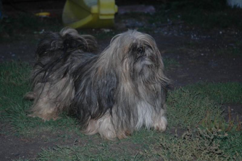 URGENT 9 LHASSA APSO A PLACER LOF AVANT LE 10/09 534313image0033