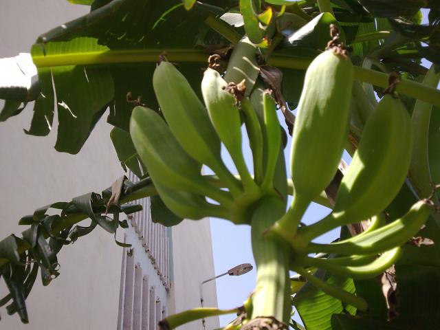 La culture et l'entretien d'un bananier 535830B3