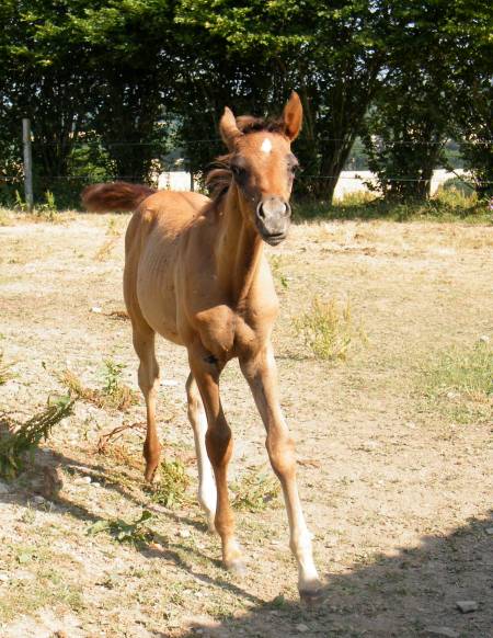 Il est né le divin enfant .... - Page 3 536242DSCF4302