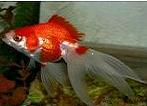 Carassius auratus (poisson rouge, voile de chine, telescope, tête de lion...) 546401fantail