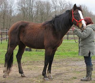 [PLACE CINDY]TELEMANN  Un joli coeur à prendre ou à croquer ! 551738telemanndebisoir