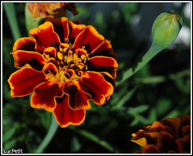 Dans les jardins du casino. 558096fleurs