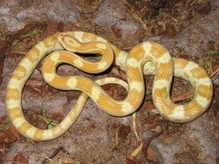 LES DIFFERENTES PHASES DE PANTHEROPHIS GUTTATUS 558608butter