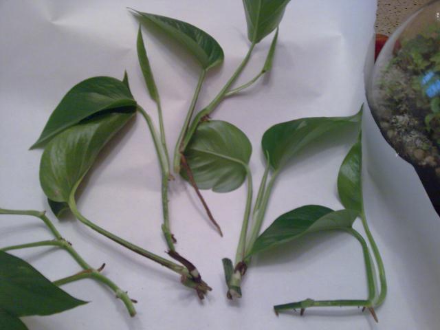 Les pothos ou scindapsus 561610bout_pothos_04