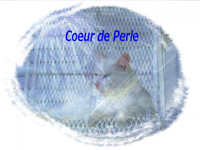 Cadeaux pour Coeur de Perle: 562451real_2976_chat_blanc_sur_chaise