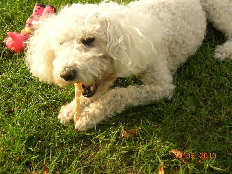 SKIPY CANICHE BLANC MALE 11 ANS - ADOPTE  564586DSCN7419