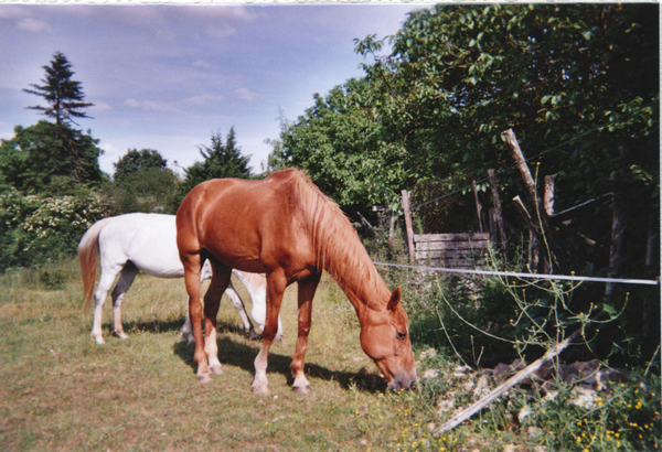 DEESSE GPLV - ONC selle née en 1989 -  adoptée en janvier 2011 par Maurice - Page 5 57203Sans_titre_2