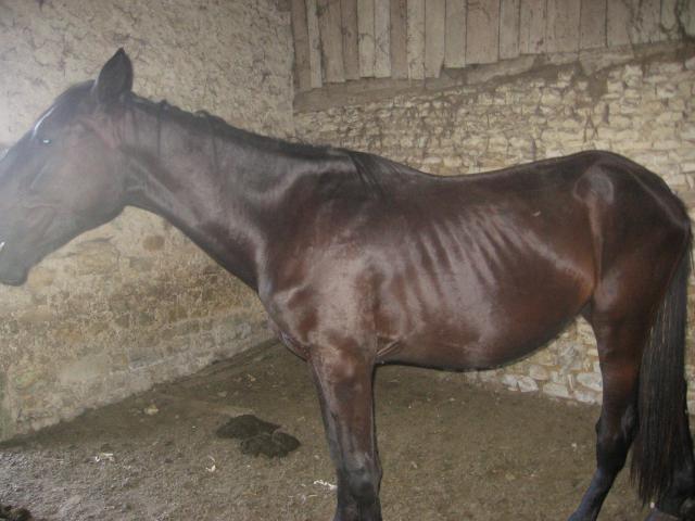 BLACK (2010), Unistar du Caux (2011) et plume971!!! 572979IMG_6218