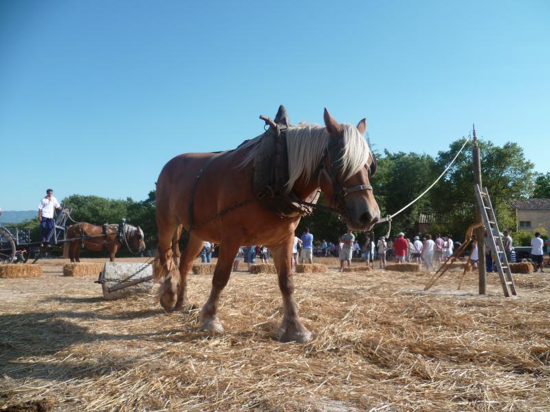 12 ème fête de la Terre à St-SATURNIN LES APT 573246Foulage_5