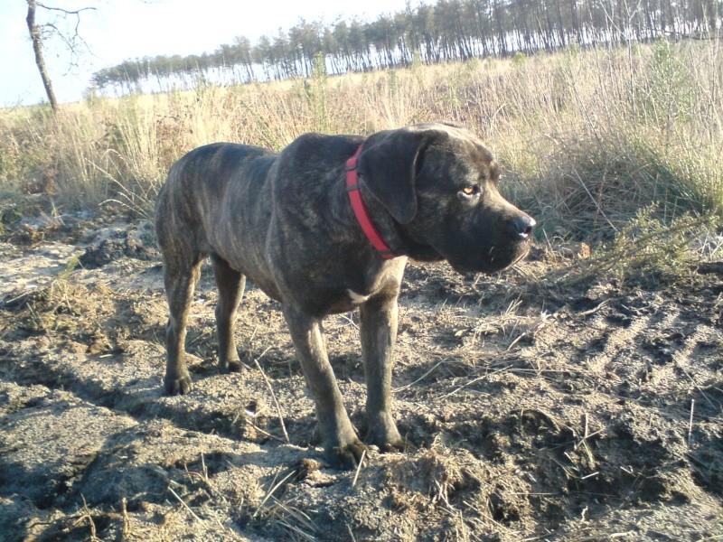 DIEGO - Cane corso mâle - 14 mois - (11) 576607diego4